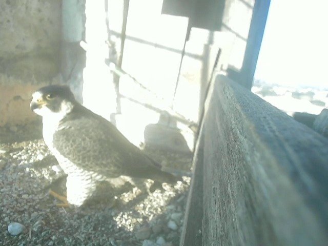 birdcam_6-3-2022-8-31.jpg