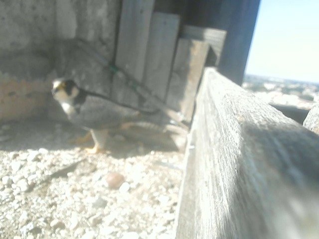 birdcam_24-3-2022-11-17.jpg