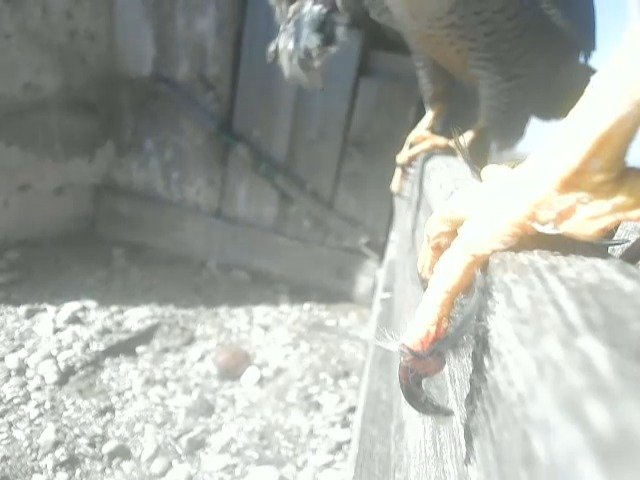birdcam_24-3-2022-11-23.jpg