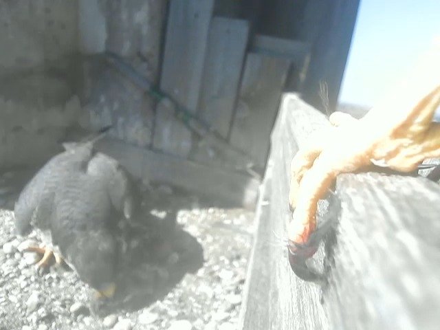 birdcam_24-3-2022-11-23 (1).jpg