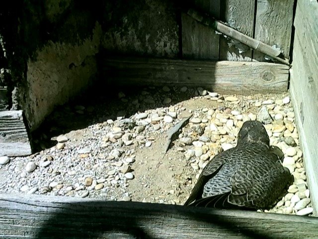 birdcam_29-4-2022-12-25.jpg