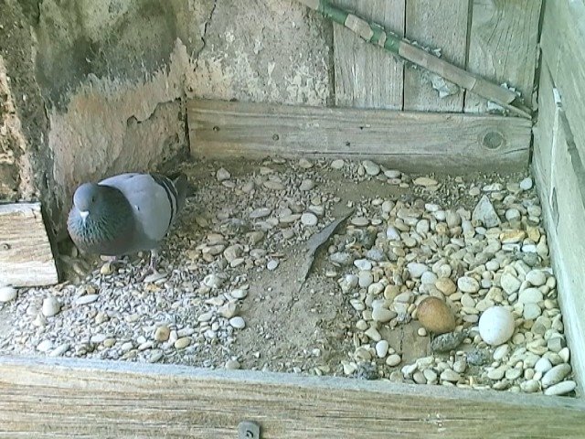 birdcam_29-4-2022-15-48.jpg