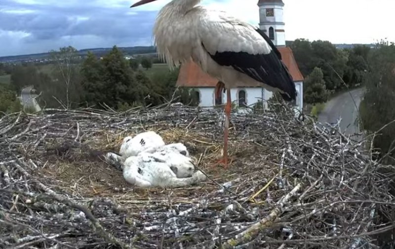 Annie e i quattro  piccoli a riposo.jpg