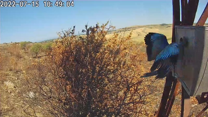 ghia3.jpg