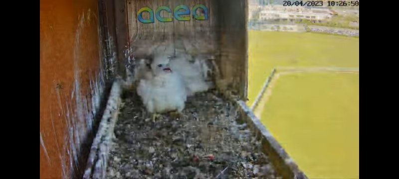 Screenshot_20230420-103005_YouTube.jpg