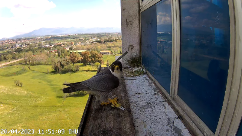 Birdcam.it - Outside Camera Alex & Vergine 12-55-49 screenshot.png