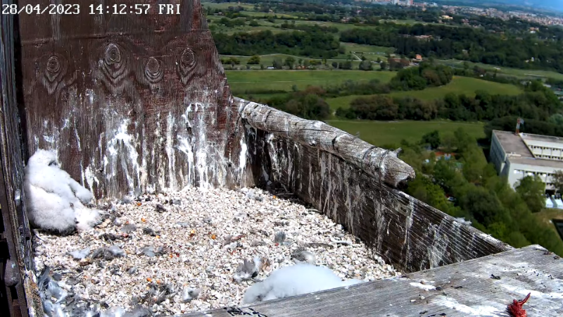 Birdcam.it - Live Peregrine Falcons Nest - TIM Tower Rome 12-58-46 screenshot.png