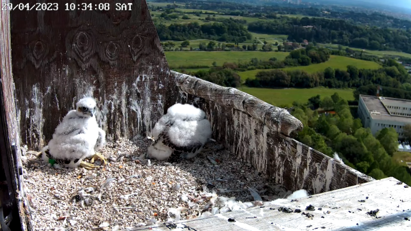 Birdcam.it - Live Peregrine Falcons Nest - TIM Tower Rome 14-9-22 screenshot.png