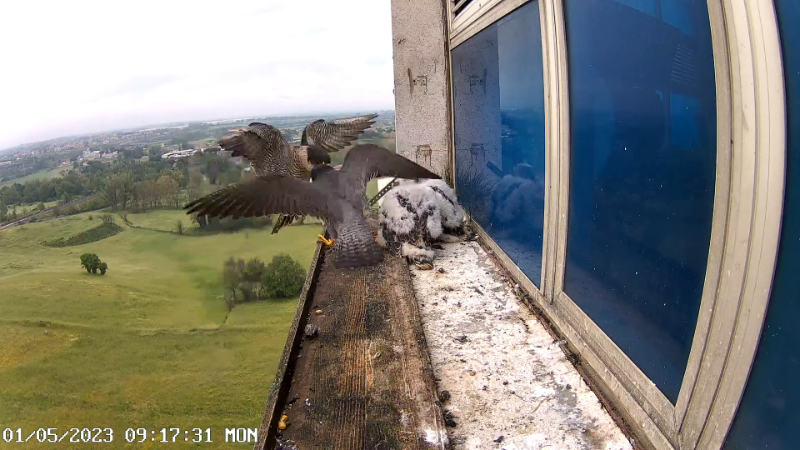 4 Birdcam.it - Outside Camera Alex & Vergine 12-16-40 screenshot.png