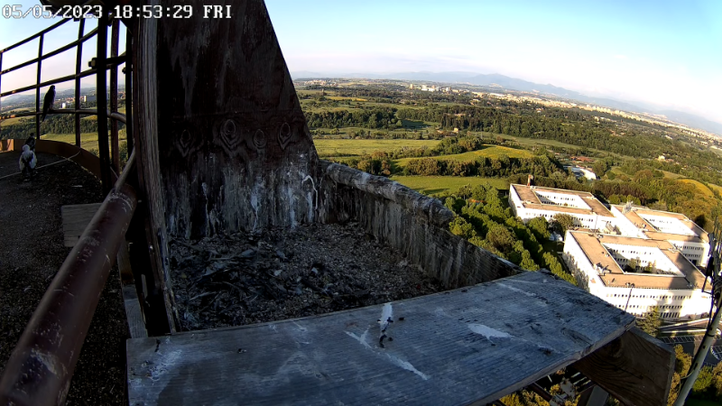 Birdcam.it - Live Peregrine Falcons Nest - Cassio and Flaminia 12-55-24 screenshot.png
