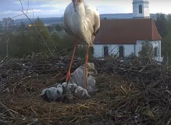 piccoli affamati.jpg