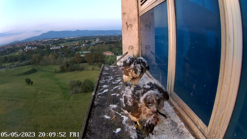 Birdcam.it - Outside Camera Alex & Vergine 12-47-57 screenshot.png