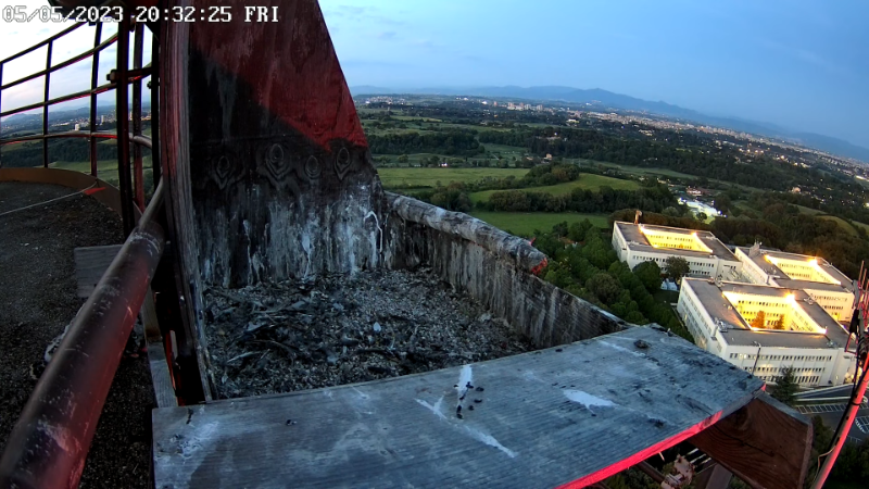 Birdcam.it - Live Peregrine Falcons Nest - Cassio and Flaminia 12-57-44 screenshot.png