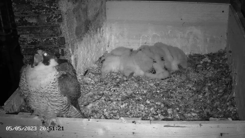 Birdcam.it - Live Peregrine Falcons Nest Albangel & Velia 13-5-55 screenshot.png
