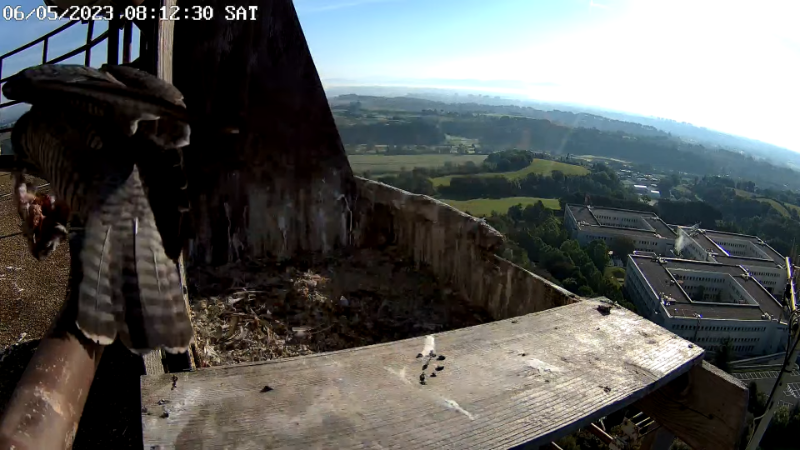 Birdcam.it - Live Peregrine Falcons Nest - Cassio and Flaminia 11-59-15 screenshot.png