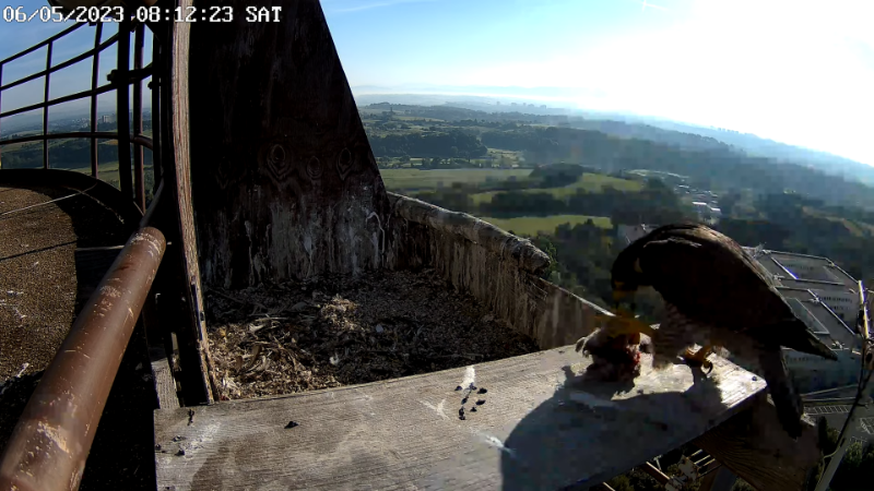 Birdcam.it - Live Peregrine Falcons Nest - Cassio and Flaminia 11-59-8 screenshot.png