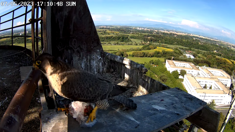 Birdcam.it - Live Peregrine Falcons Nest - Cassio and Flaminia 12-41-37 screenshot.png