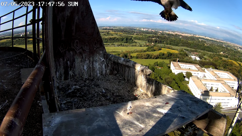 Birdcam.it - Live Peregrine Falcons Nest - Cassio and Flaminia 13-5-40 screenshot (3).png
