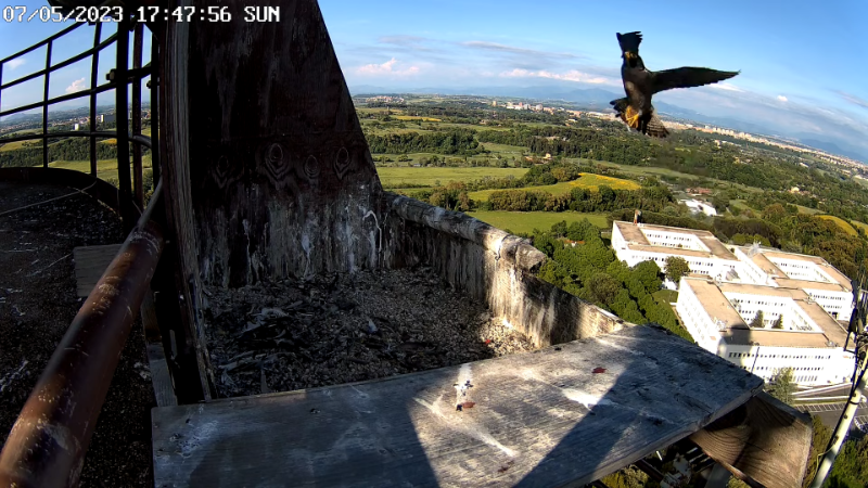 Birdcam.it - Live Peregrine Falcons Nest - Cassio and Flaminia 13-5-40 screenshot (2).png