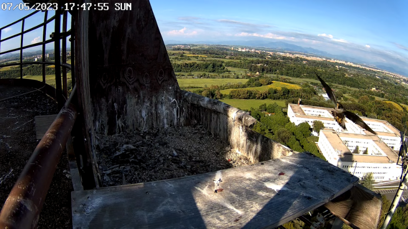 Birdcam.it - Live Peregrine Falcons Nest - Cassio and Flaminia 13-5-40 screenshot (1).png