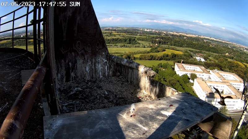 Birdcam.it - Live Peregrine Falcons Nest - Cassio and Flaminia 13-5-40 screenshot.png
