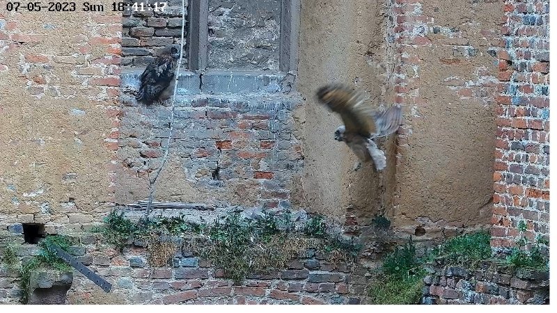 gufetto 3 vola nel balcone vicino.jpg