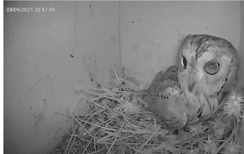 ---e stasera anche l'assiolo... Non ci facciamo mancare nulla a birdcam...