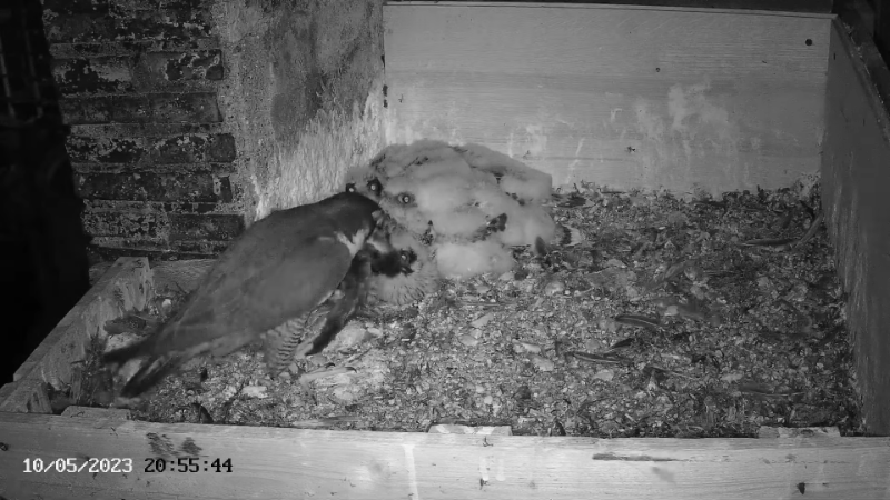 Birdcam.it - Live Peregrine Falcons Nest Albangel & Velia 12-49-58 screenshot.png