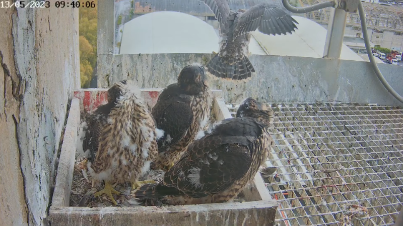 Birdcam.it - Live Peregrine Falcons Nest Alrisha & Sirius 11-55-49 screenshot.png