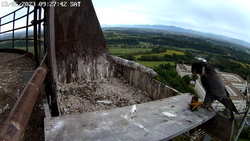 Birdcam.it - Live Peregrine Falcons Nest - Cassio and Flaminia 12-45-45 screenshot.png