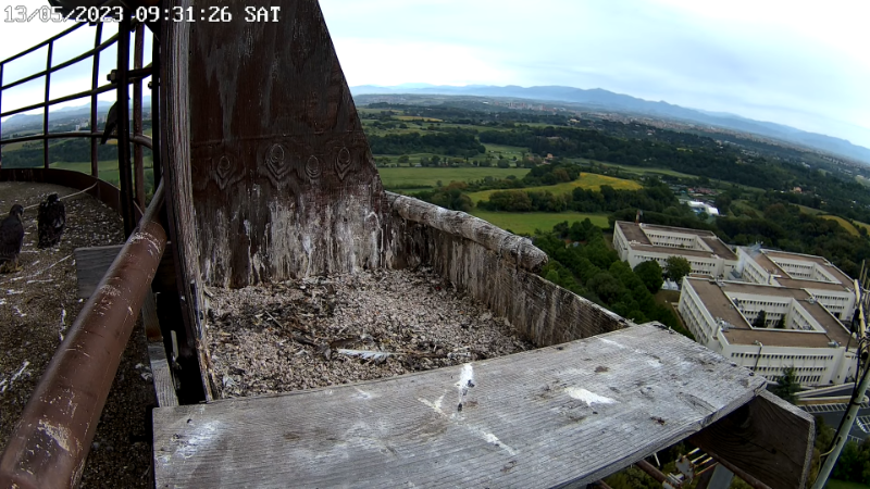 Birdcam.it - Live Peregrine Falcons Nest - Cassio and Flaminia 12-22-9 screenshot.png