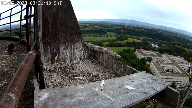 Birdcam.it - Live Peregrine Falcons Nest - Cassio and Flaminia 12-22-23 screenshot.png