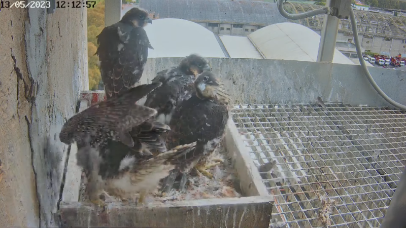 Birdcam.it - Live Peregrine Falcons Nest Alrisha & Sirius 12-34-32 screenshot.png