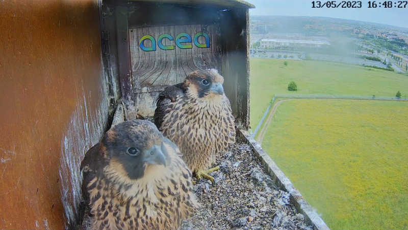 Birdcam.it - Live Peregrine Falcons Nest Alex & Vergine 13-0-5 screenshot.png