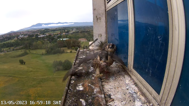 Birdcam.it - Outside Camera Alex & Vergine 13-0-16 screenshot.png