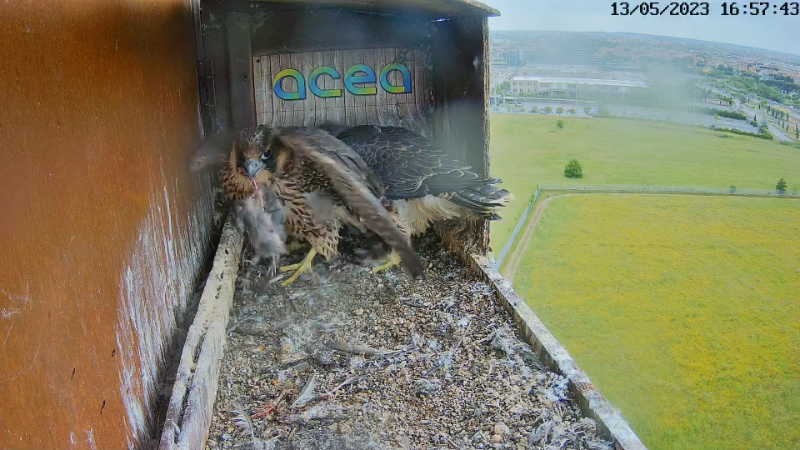Birdcam.it - Live Peregrine Falcons Nest Alex & Vergine 12-51-31 screenshot.png