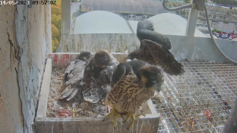 Birdcam.it - Live Peregrine Falcons Nest Alrisha & Sirius 12-35-32 screenshot (4).png