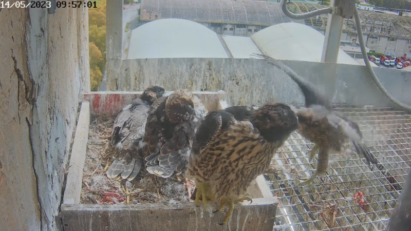 Birdcam.it - Live Peregrine Falcons Nest Alrisha & Sirius 12-35-32 screenshot (3).png