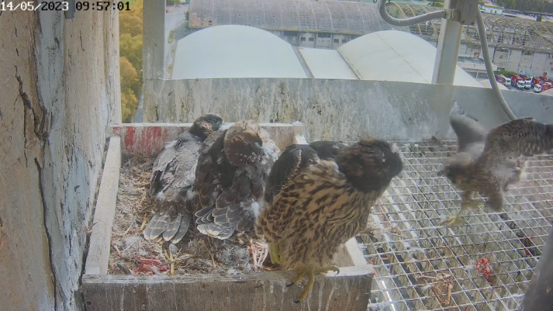 Birdcam.it - Live Peregrine Falcons Nest Alrisha & Sirius 12-35-32 screenshot (2).png
