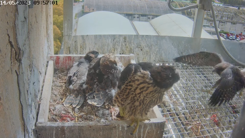 Birdcam.it - Live Peregrine Falcons Nest Alrisha & Sirius 12-35-32 screenshot (1).png