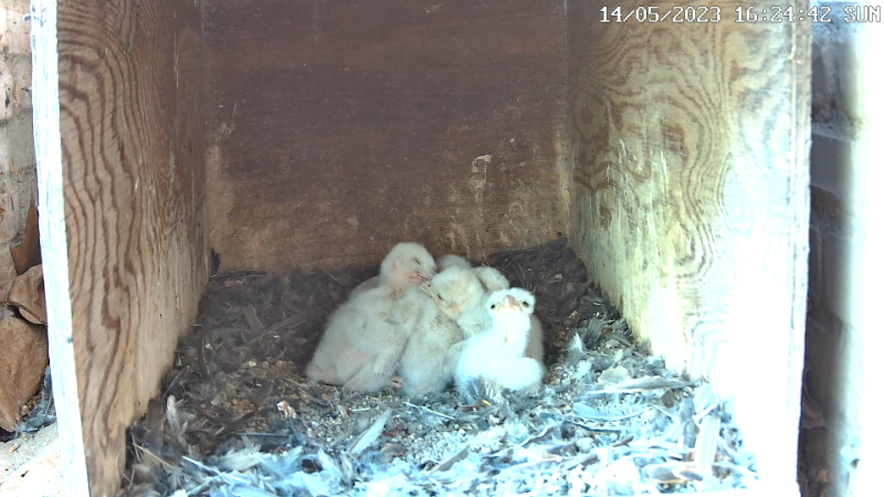 Birdcam.it - Live Kestrel Nest Cam 13-0-12 screenshot.png