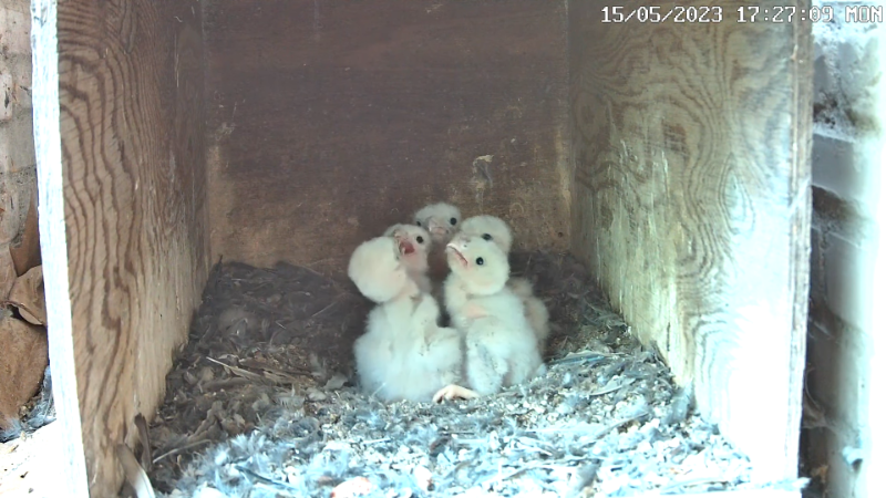 Birdcam.it - Live Kestrel Nest Cam 13-0-34 screenshot.png