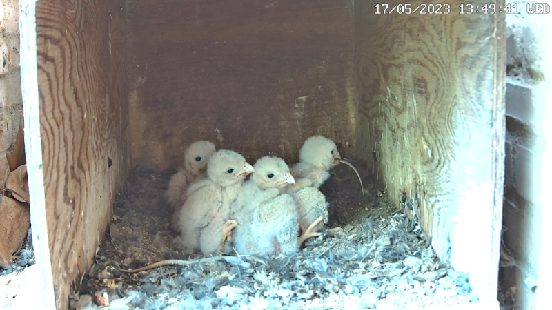 Birdcam.it - Live Kestrel Nest Cam 13-0-1 screenshot.png