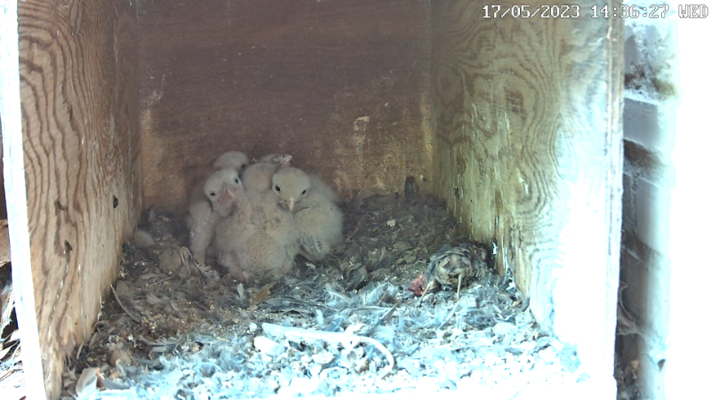 Birdcam.it - Live Kestrel Nest Cam 13-1-32 screenshot.png