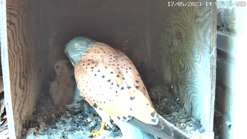 Birdcam.it - Live Kestrel Nest Cam 12-45-0 screenshot.png