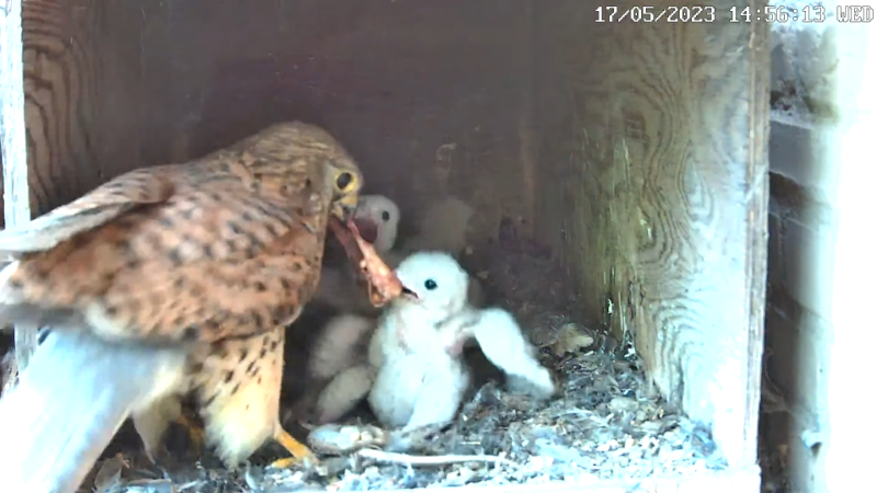 Birdcam.it - Live Kestrel Nest Cam 12-46-3 screenshot.png