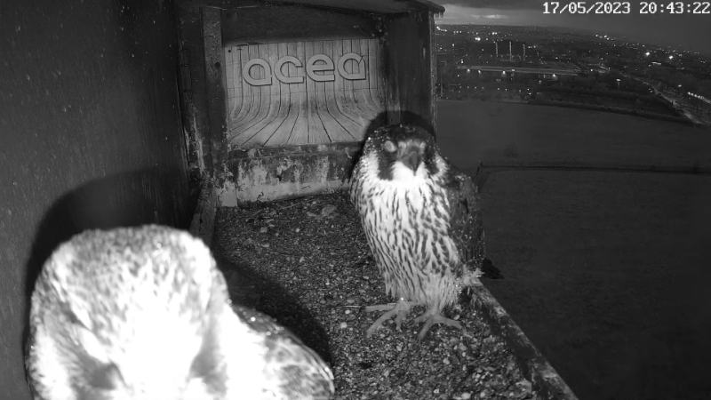 Birdcam.it - Live Peregrine Falcons Nest Alex & Vergine 12-37-55 screenshot.png