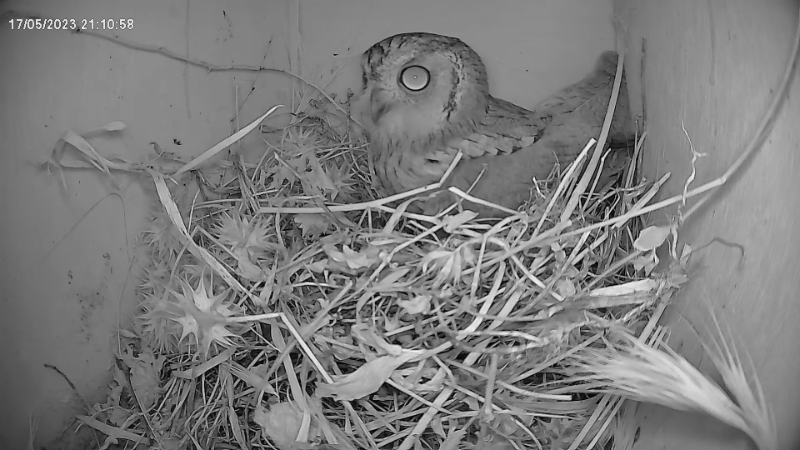 Birdcam.it - Live European Roller Nest - Inside camera 13-1-53 screenshot.png