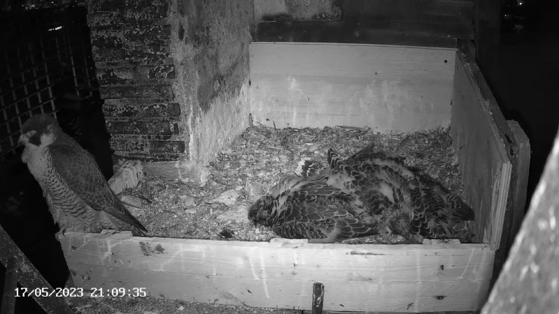 Birdcam.it - Live Peregrine Falcons Nest Albangel & Velia 13-0-26 screenshot.png