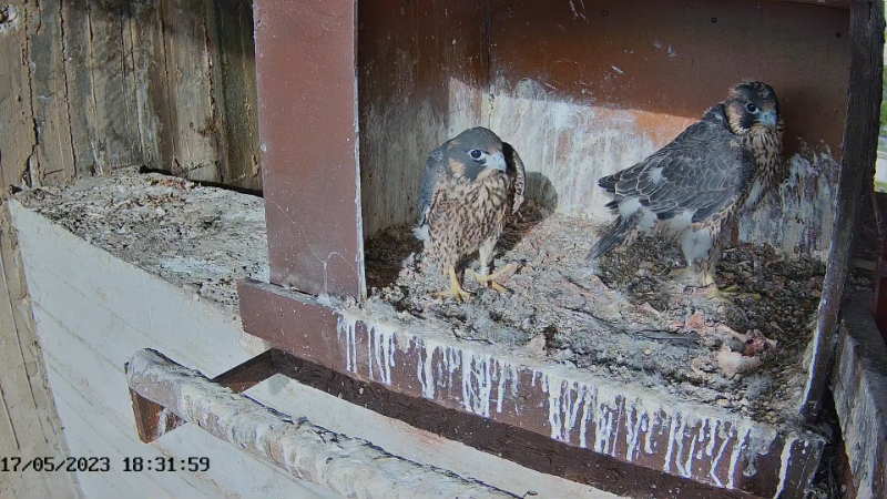 Birdcam.it - Live Peregrine Falcons Nest Agrippina & Venus 10-23-16 screenshot.png